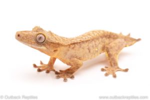 Crested Gecko for sale