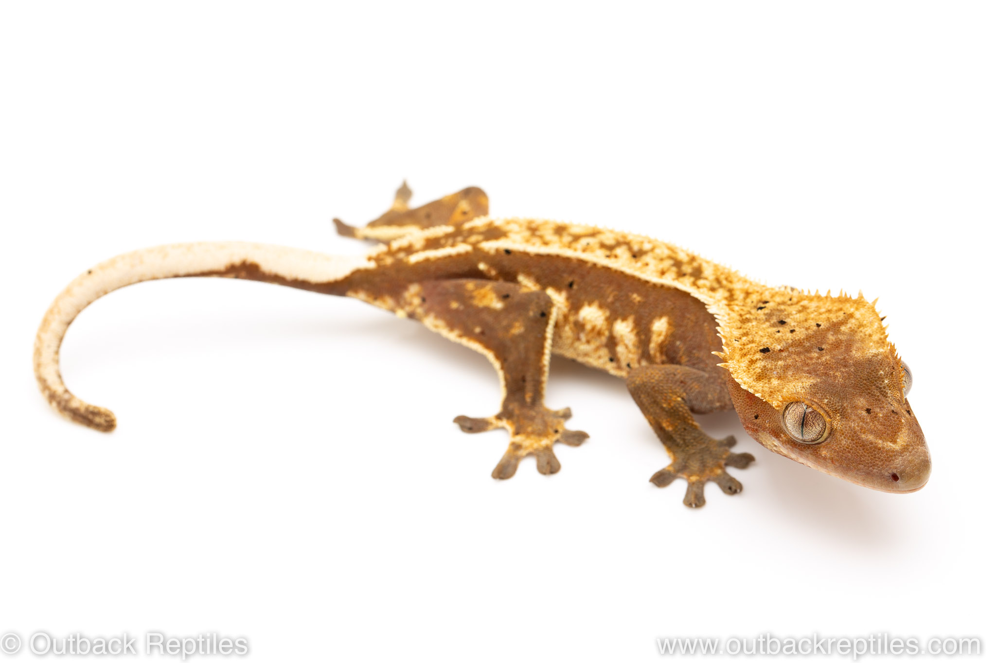 Crested Gecko female | Outback Reptiles