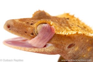 crested geckos for sale