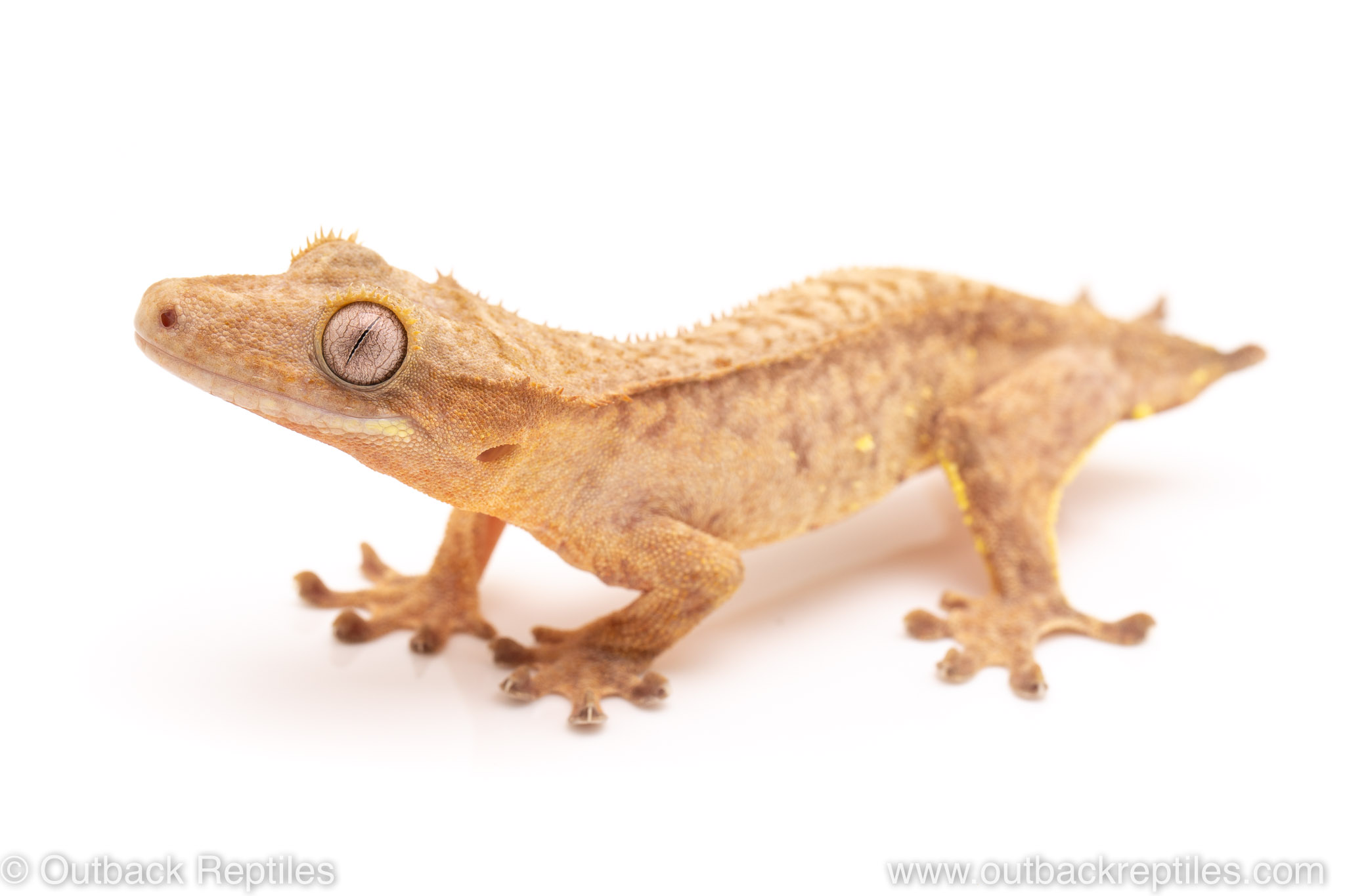 Crested Gecko | Outback Reptiles