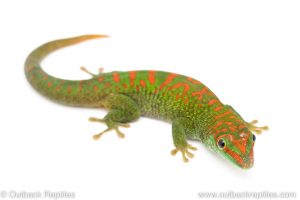 Crimson giant day gecko for sale