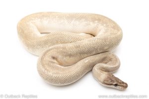 Fire Spider Mystic Potion ball python for sale