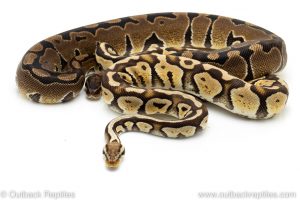 puzzle ball pythons for sale