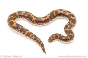 Baby Kenyan Sand Boa for sale