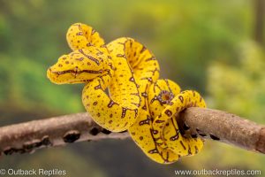 Manokwari x Cyclops Green Tree Python for sale