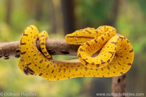 Manokwari x Cyclops Green Tree Python for sale