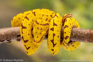 Manokwari x Cyclops Green Tree Python for sale