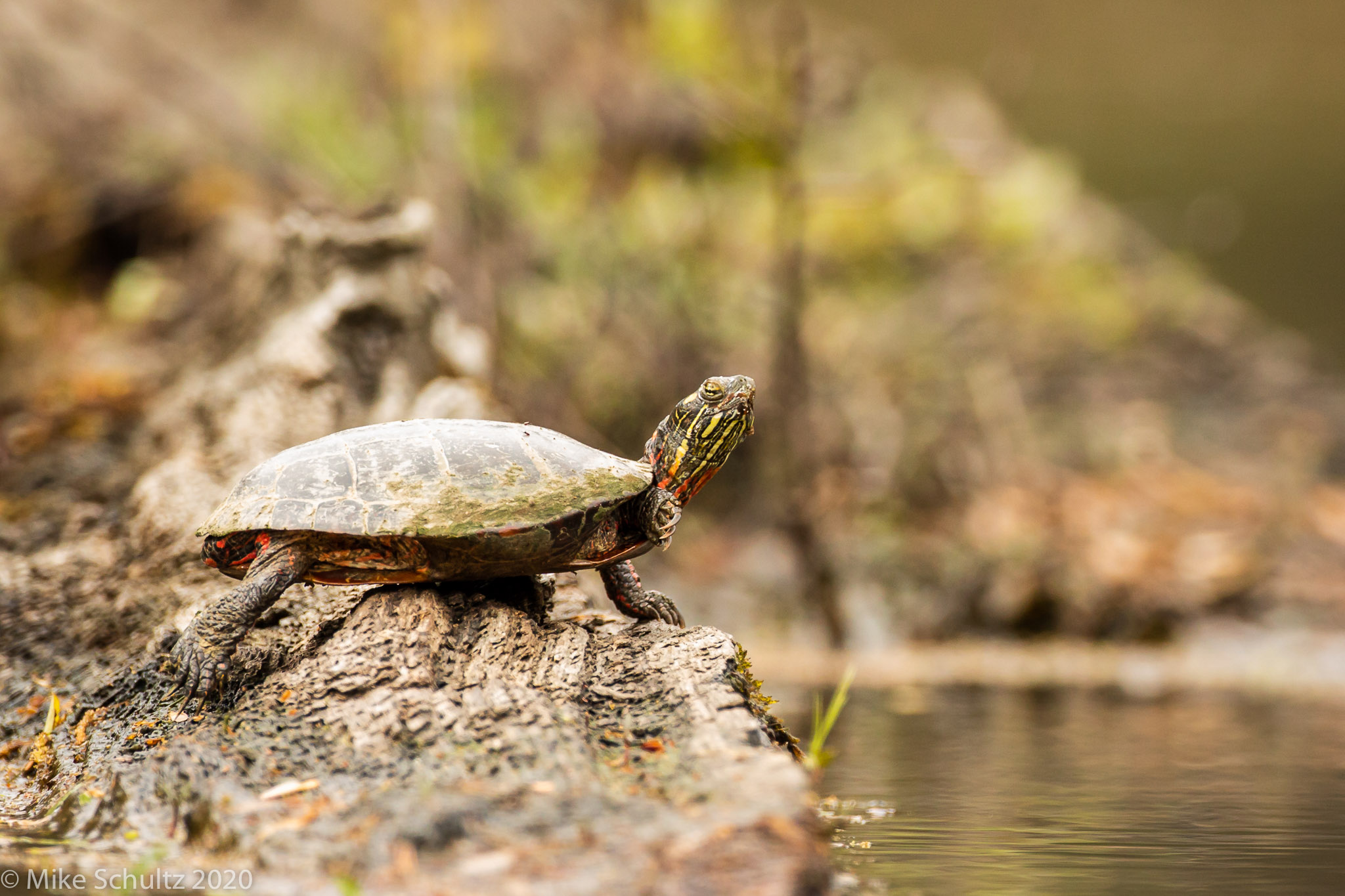 Painted Turtle | Outback Reptiles