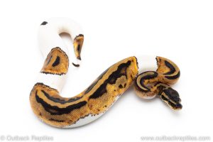Pied ball python for sale