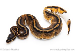 Pied ball python for sale