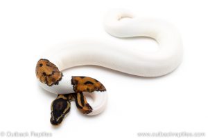 emoji pied ball python for sale