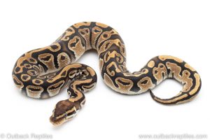Special het Pied ball python for sale
