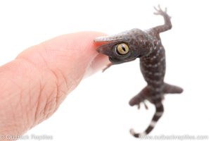 baby tokay gecko for sale