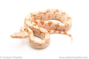 Kahl Albino redtail boa for sale