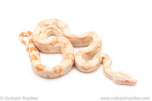 Kahl Albino redtail boa for sale