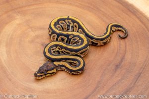 African import ball python for sale