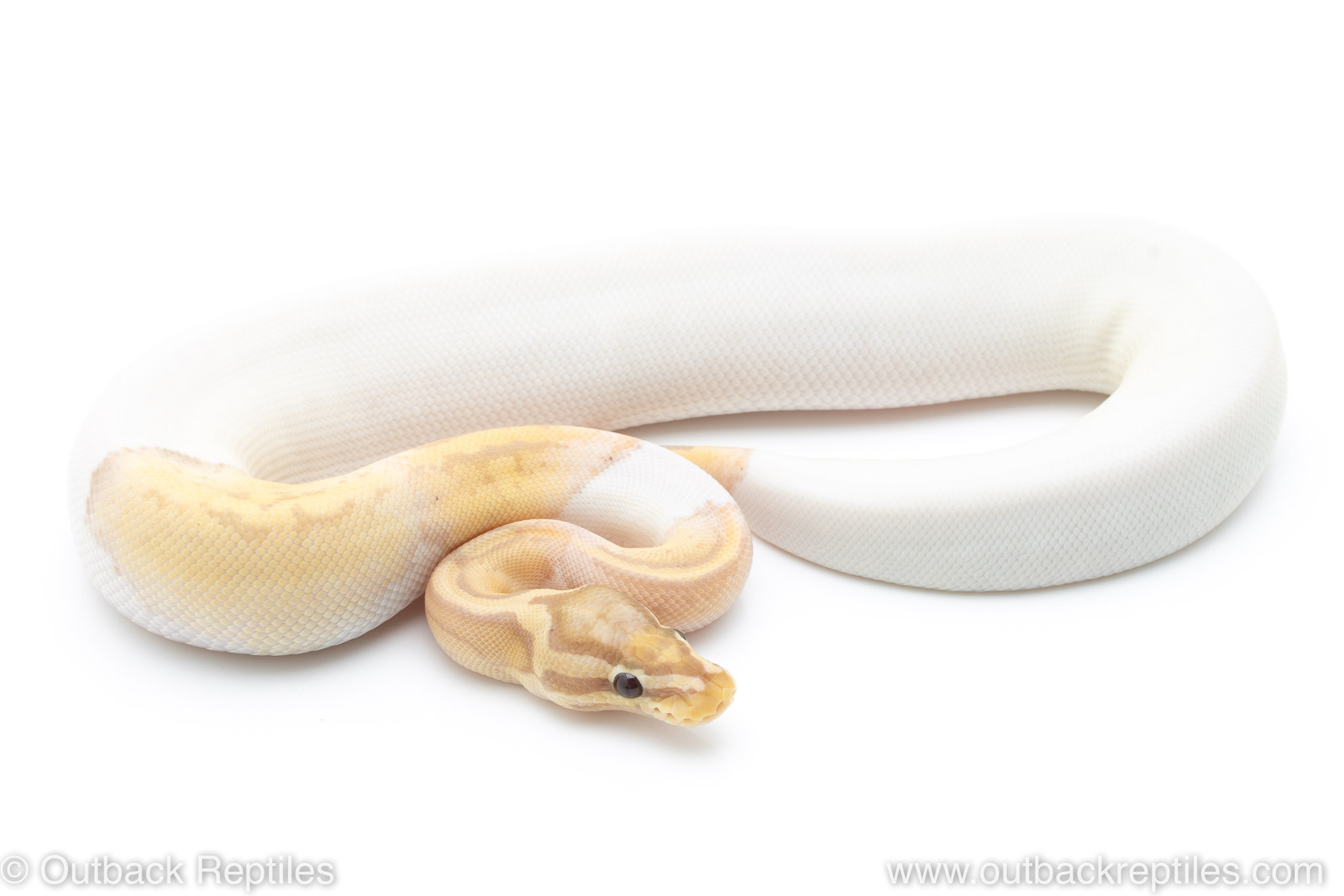 Banana Pied female | Outback Reptiles