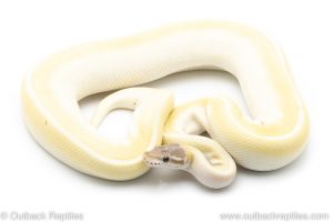 Blue eyed lucy ball python for sale