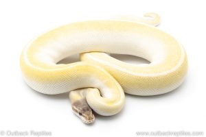 Blue eyed lucy ball python for sale