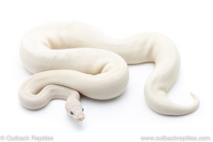 blue eyed lucy ball python for sale