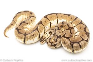 Adult breeder female Bumblebee ball python for sale
