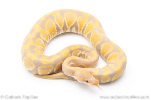 Candy ball pythons for sale