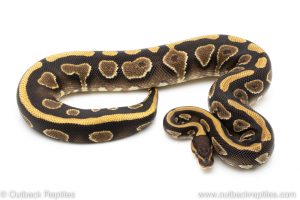 Yellowbelly Cypress ball python for sale