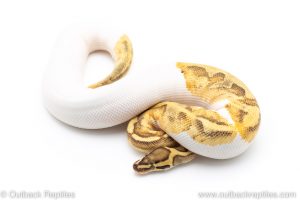 Enchi Fire Pied ball pythons for sale