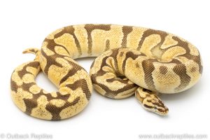 Enchi Firefly ball python for sale