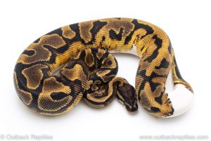 Enchi Pied het ALbino ball pythons for sale