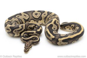 Ghost leopard ball python for sale