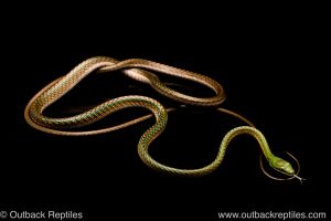 Leptophis ahaetulla parrot snakeophis ahaetula parrot snake-2