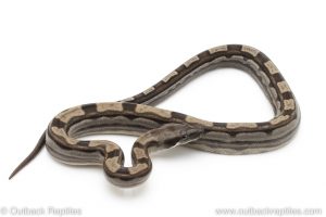 Motley redtail boa for sale