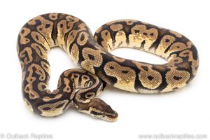 Pastel ball python for sale
