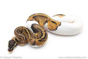 Pastel Pied ball pythons for sale