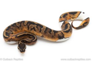 Pied ball pythons for sale