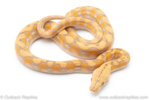 purple albino reticulated python for sale