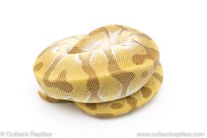 super enchi butter ball pythons for sale