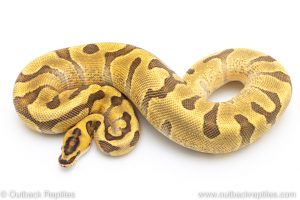 Super Enchi Fire ball pythons for sale