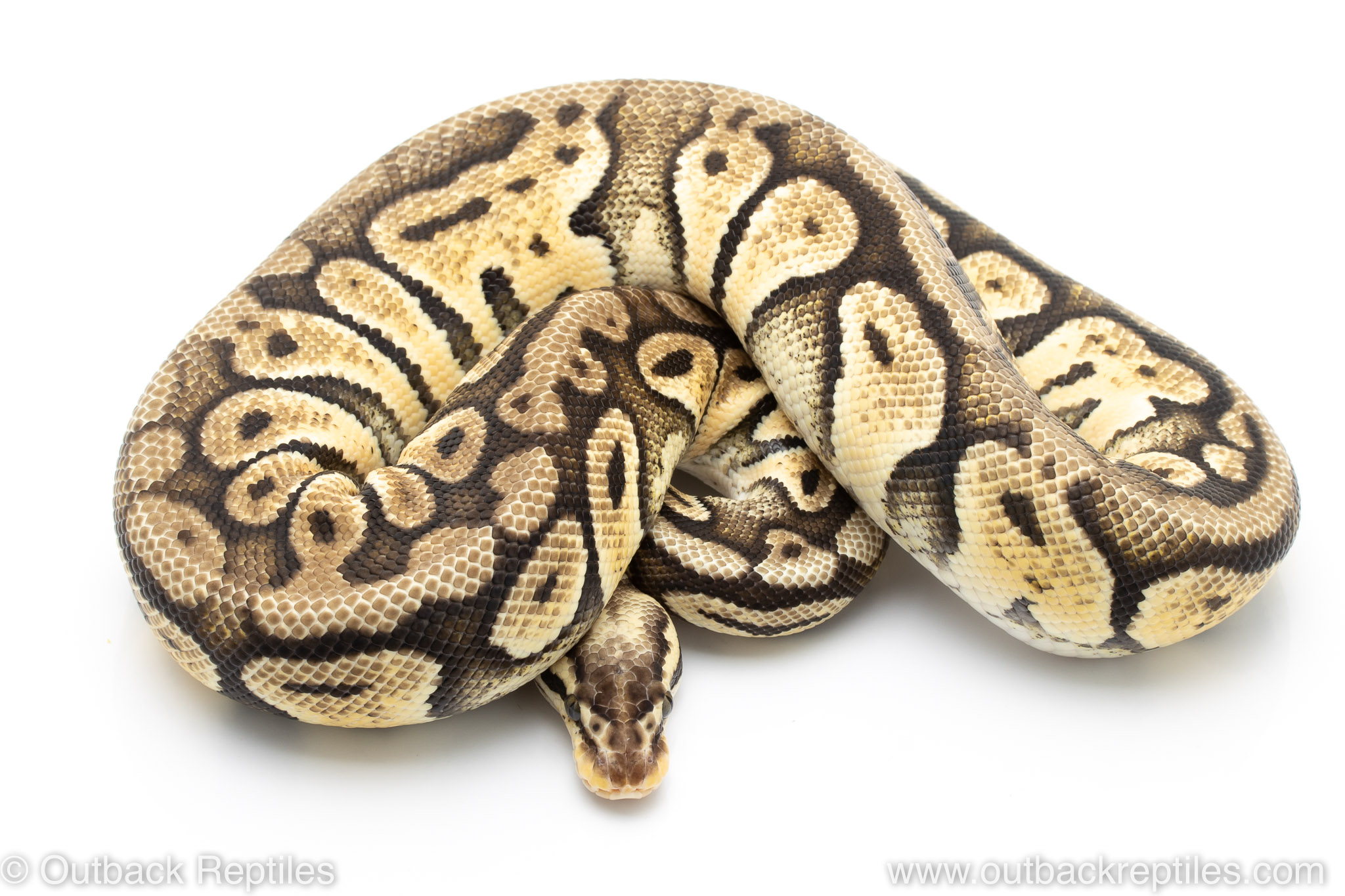 Super Pastel het Clown female | Outback Reptiles