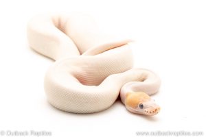 Banana Bumblebee Pied ball pythons for sale