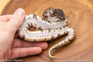 African import ball python for sale