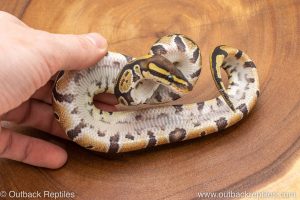 African import ball python for sale