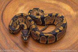 African import ball python for sale