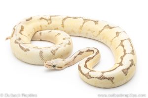 Vanilla Scream Bee ball python for sale