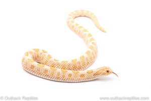 albino anaconda hognose snake for sale