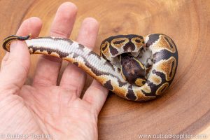 African import ball python for sale