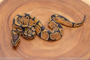 African import ball python for sale