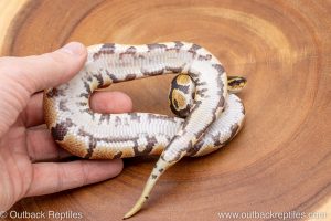 African import ball python for sale