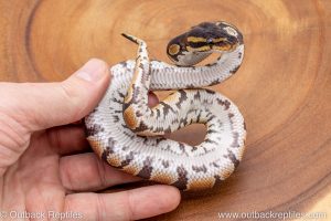 African import ball python for sale